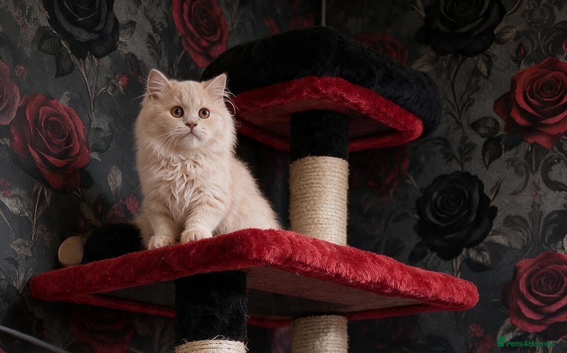 British Shorthair cats for sale:  💜🖤 British Shorthair Kittens 🖤💜 - Advert 2