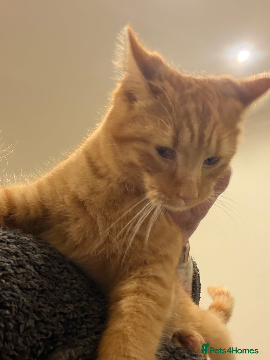 Mixed Breed cats for sale: Ginger Kitten For Sale - Advert 2