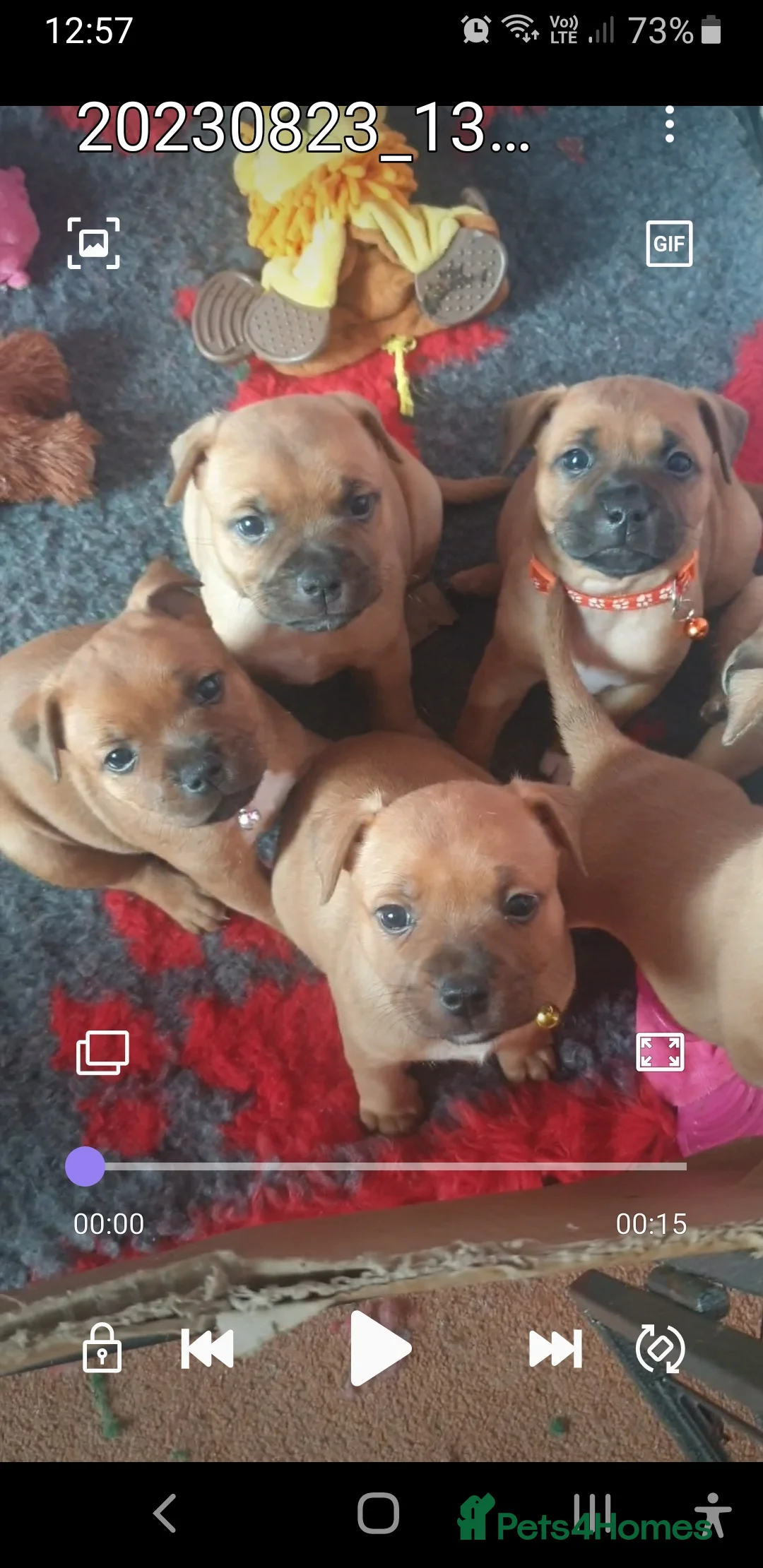 Staffordshire Bull Terrier dogs for stud: 🥨CHIEF CHAMPION SIRED. 🥨🏆  in Rochdale - Advert 28