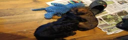 Mixed Breed dogs for sale: Beautiful terrier pups ready for their new home  in Sutton-in-Ashfield - Advert 12