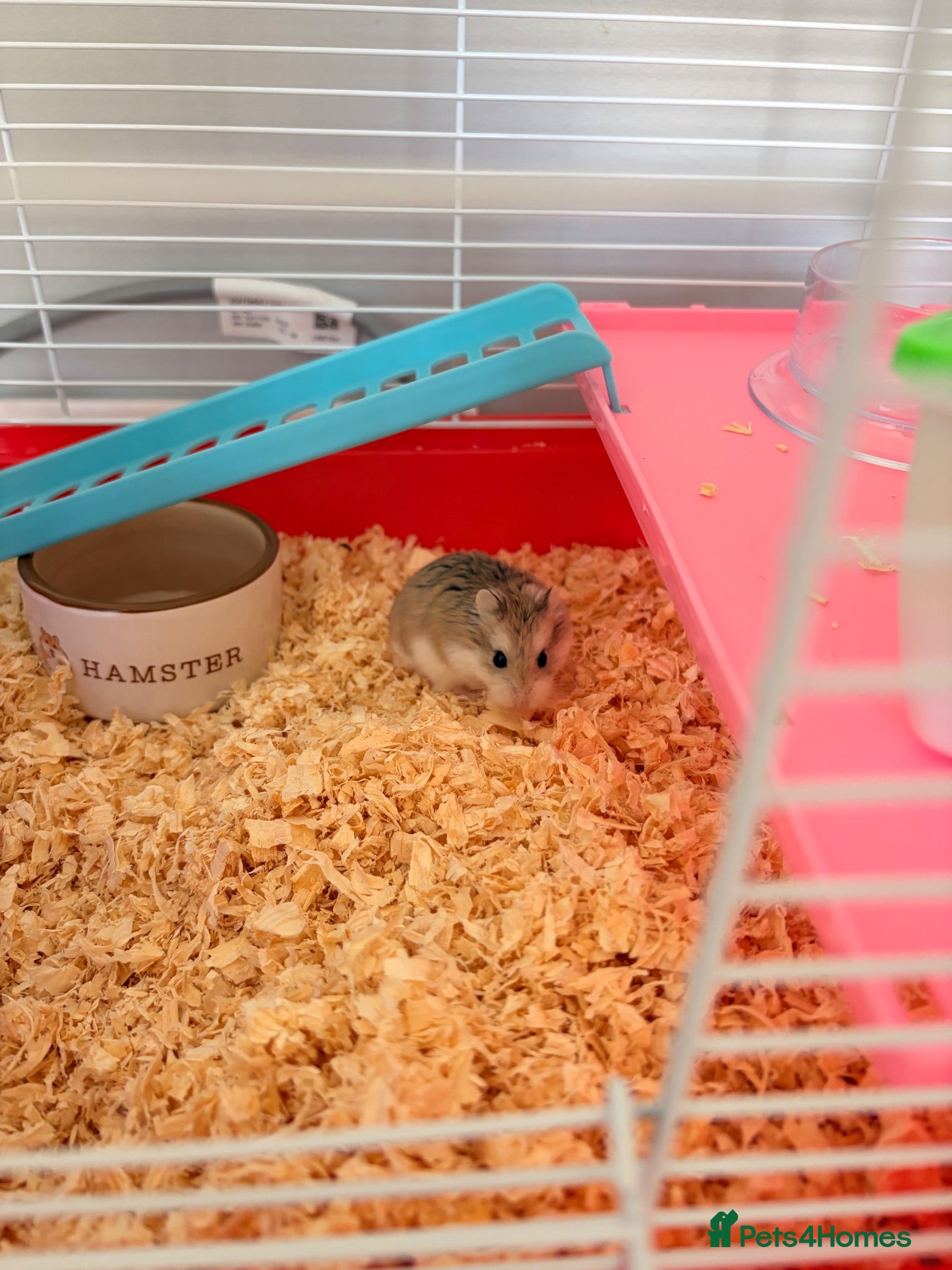 Hamster rodents Russian Dwarf hamster  - Advert 1