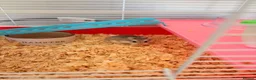 Hamster rodents for sale: Russian Dwarf hamster  in Cwmbran - Advert 1