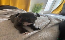 French Bulldog dogs for sale: Adorable French bulldog puppies for sale - Image 4