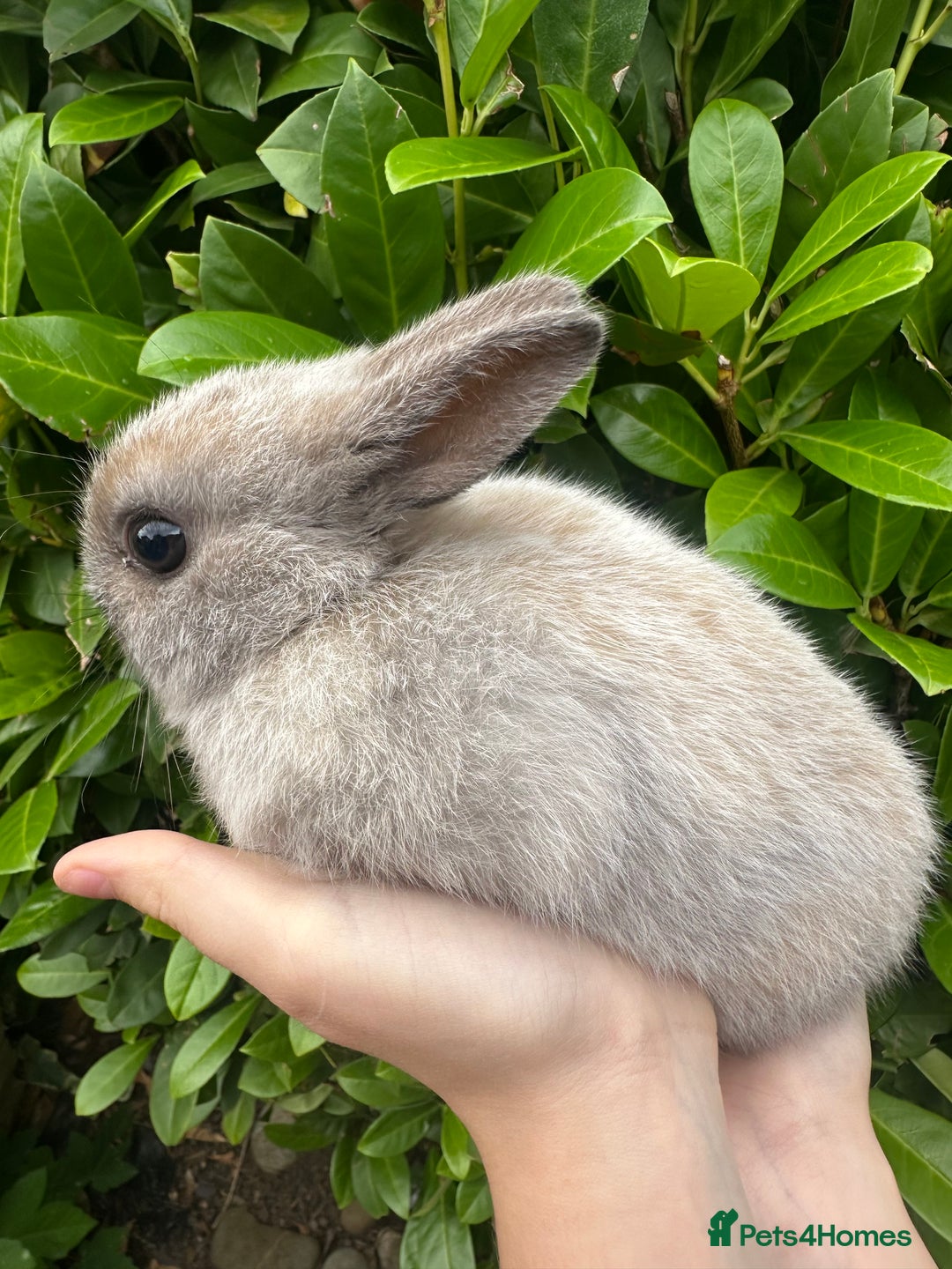 Netherland Dwarf rabbits for sale: Purebred Netherland Dwarf female - Image 2