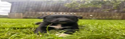 Borador dogs for sale: Collie x Labrador pups  in Llandrindod Wells - Advert 4