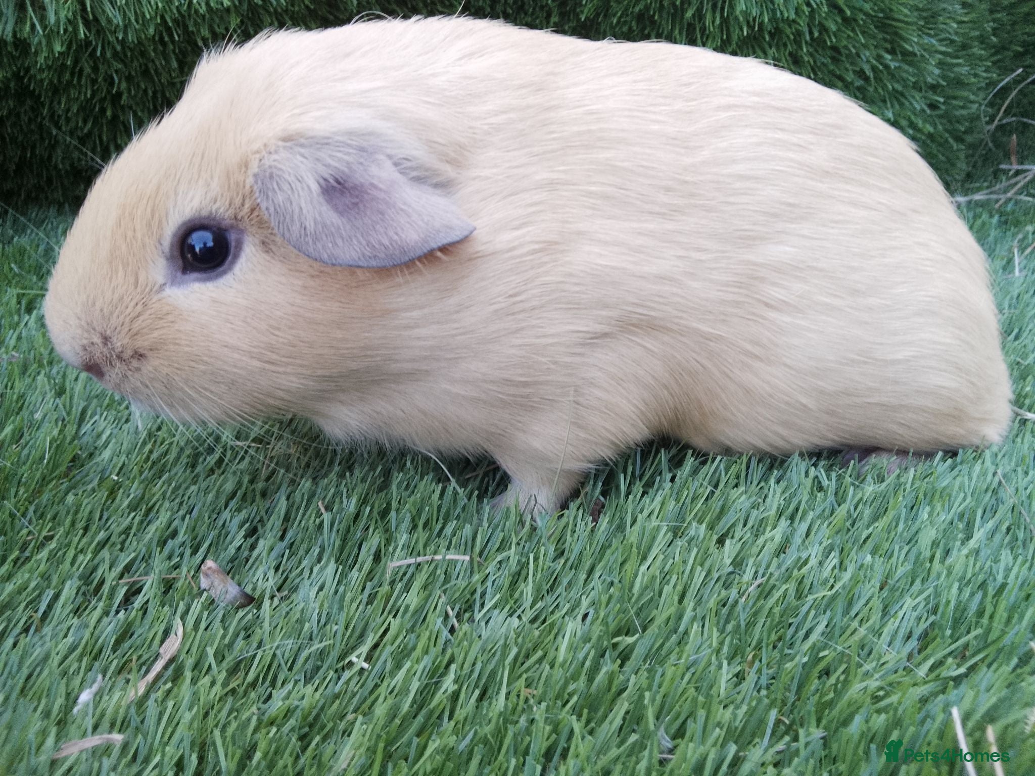 Guinea Pig rodents Tri guinea pig Boy and other boys  - Advert 1