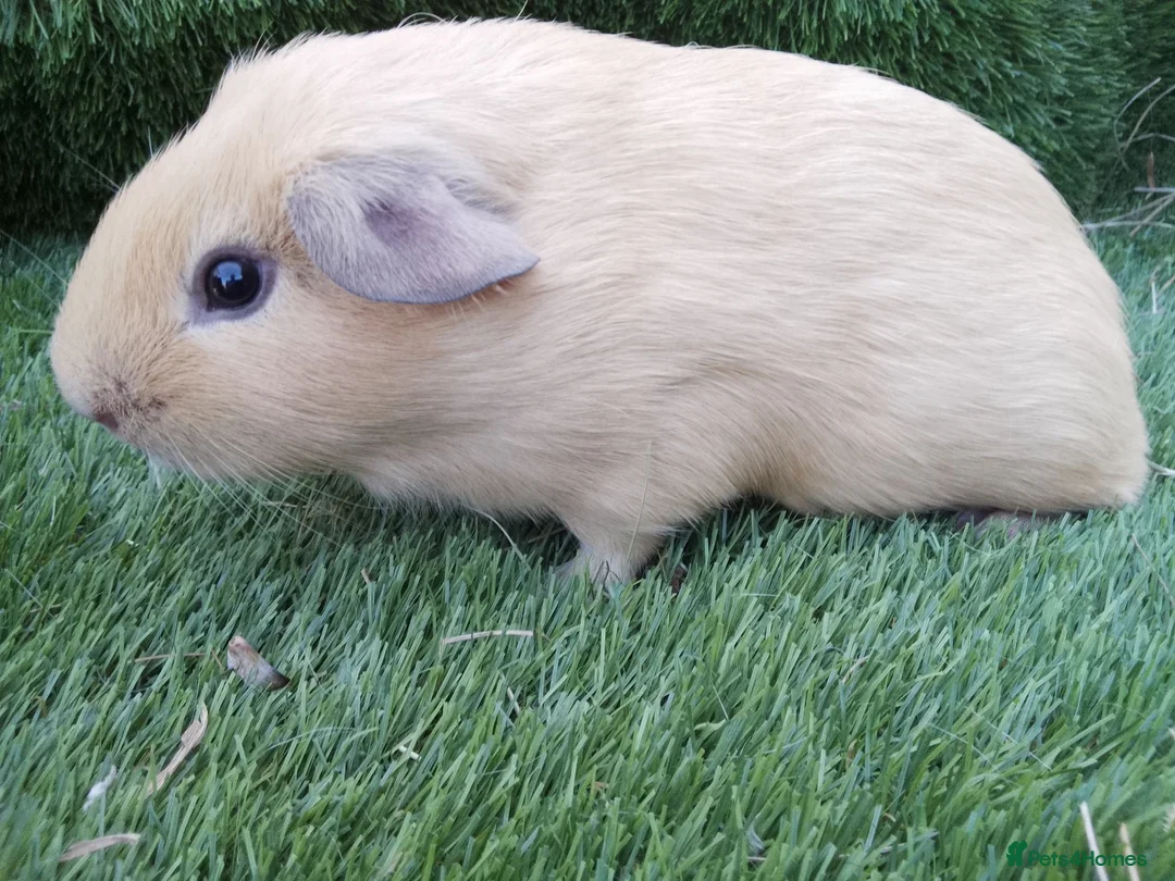 Guinea Pig rodents for sale: Tri guinea pig Boy and other boys  - Advert 1