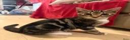 Mixed Breed cats for sale: Mixed male bengal kitten  - Advert 3