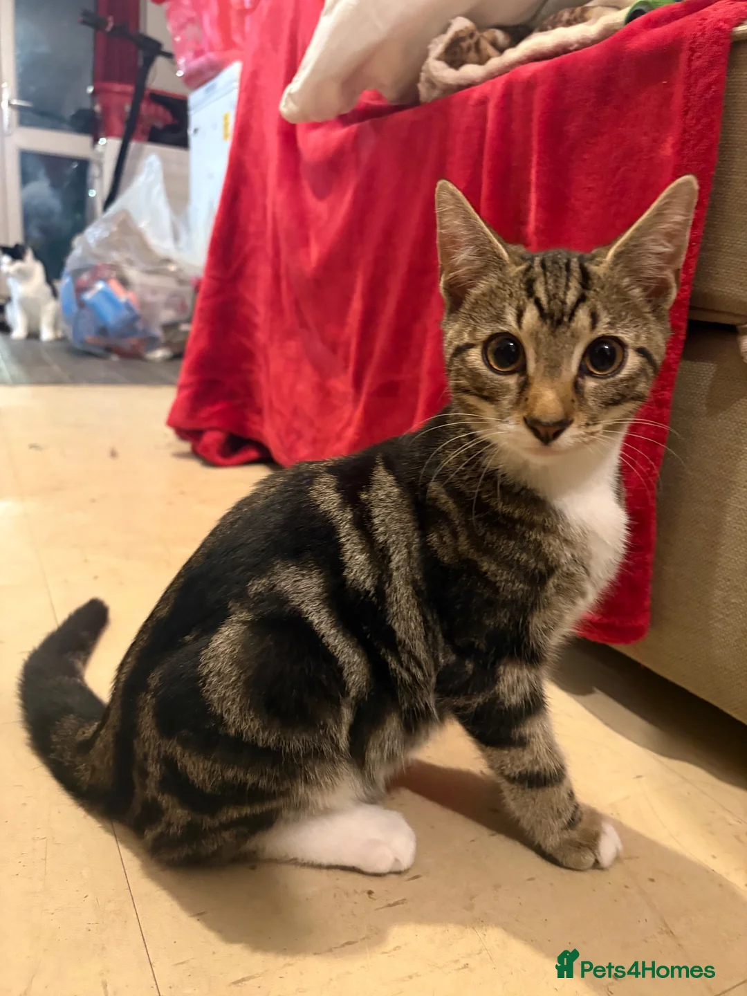 Mixed Breed cats for sale: Mixed male bengal kitten  - Advert 3