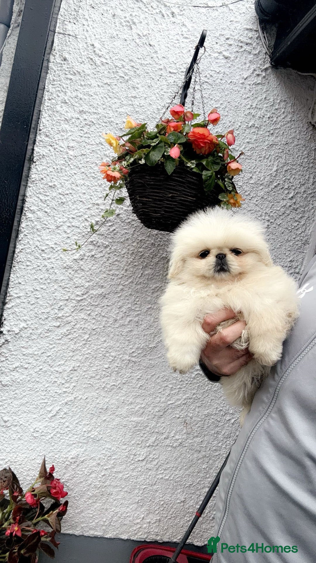 Pekingese Breed Teacup Pekingese Puppies For Sale Full Grown