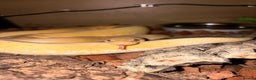 Python Snake reptiles for sale: Banana rainbow  - Advert 4
