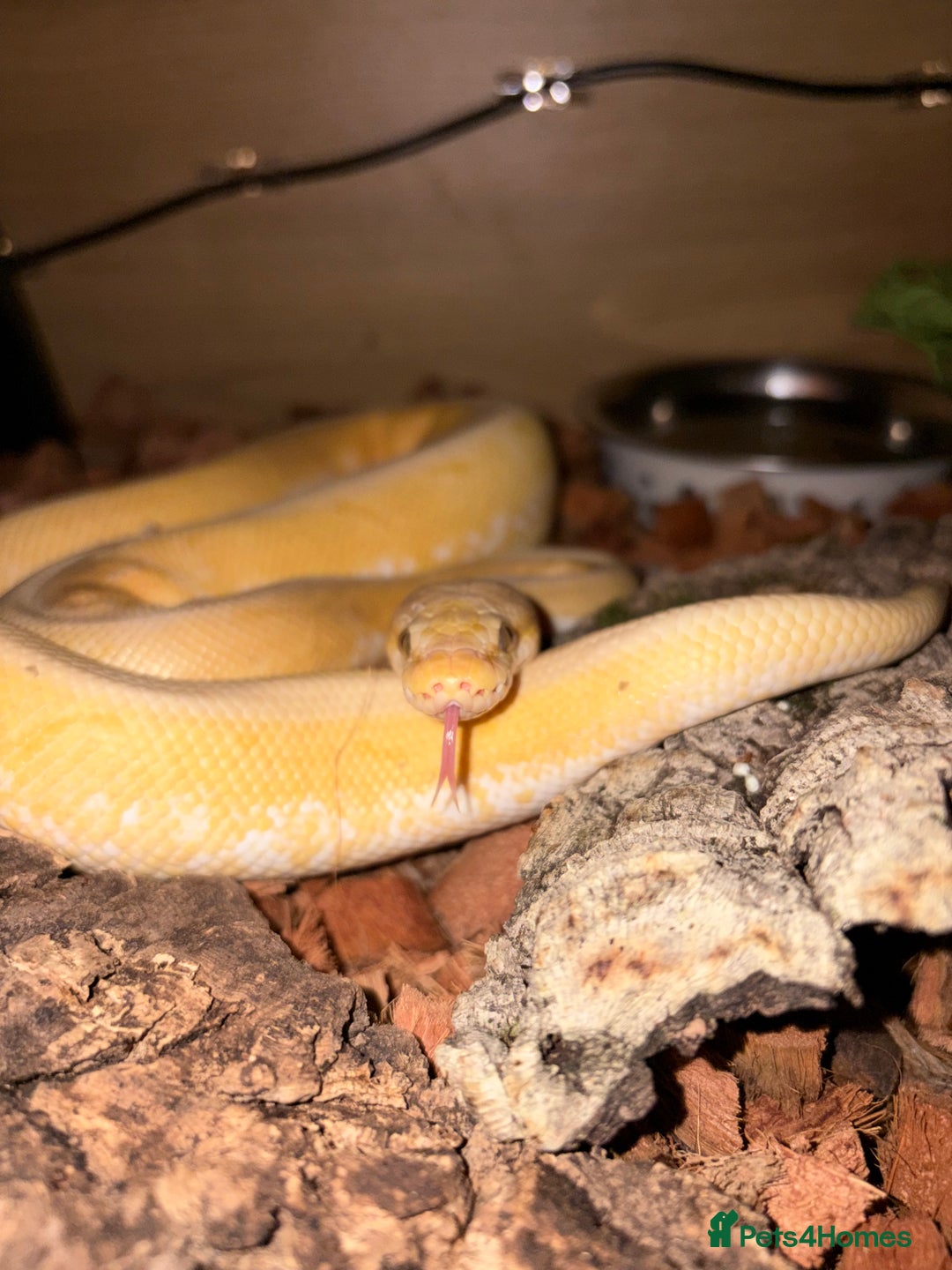 Python Snake reptiles for sale: Banana rainbow  - Advert 4