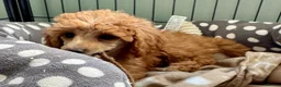 Miniature Poodle dogs for sale: Miniature Poodle puppies. Health tested parents!  - Advert 3