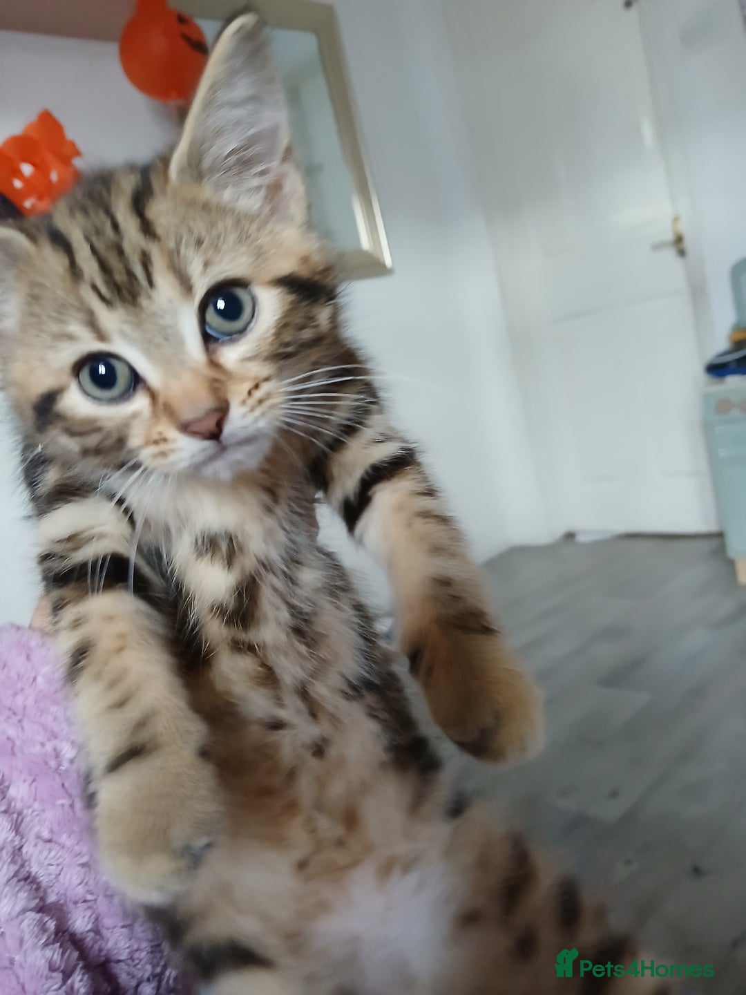 Mixed Breed cats for sale: Tabby kittens for sale - Image 8