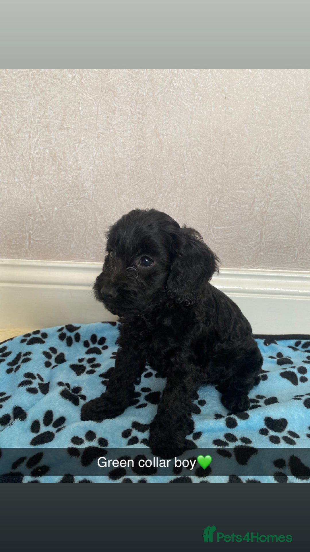 Cockapoo dogs for sale: ‼️6 gorgeous cockapoo pups ready to leave now‼️ - Image 10