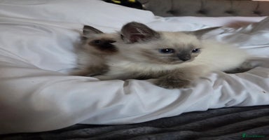 Ragdoll cats - Advert 3