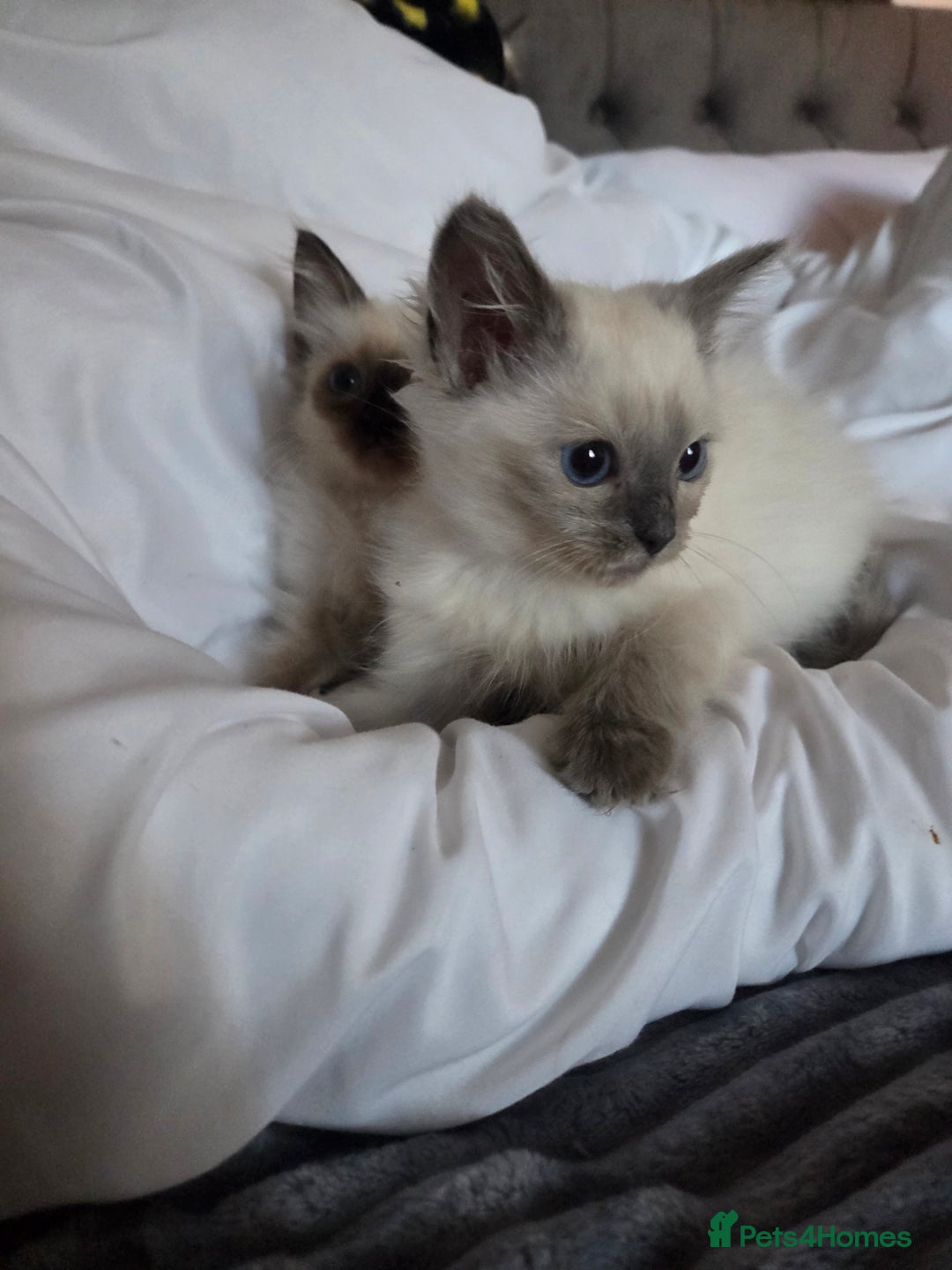 Ragdoll cats for sale: Beautiful ragdoll kittens  - Image 3
