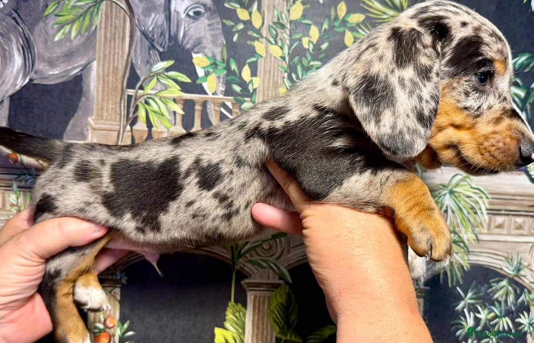 Miniature Dachshund dogs for sale: Stunning Unique Miniature Dachshund Puppies  - Image 22