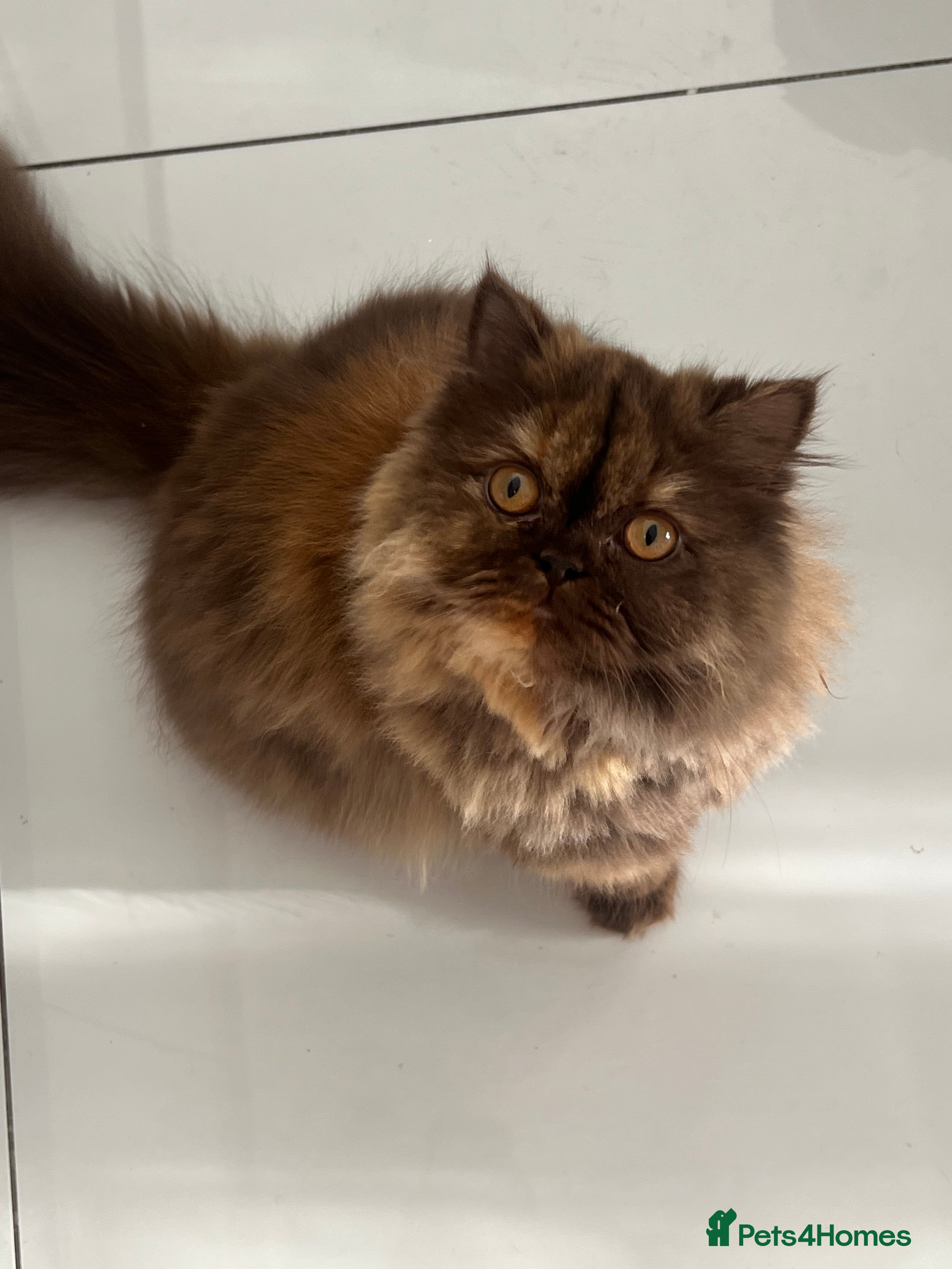 British Longhair cats Choclate & cream bicolour British long hair female - Advert 3