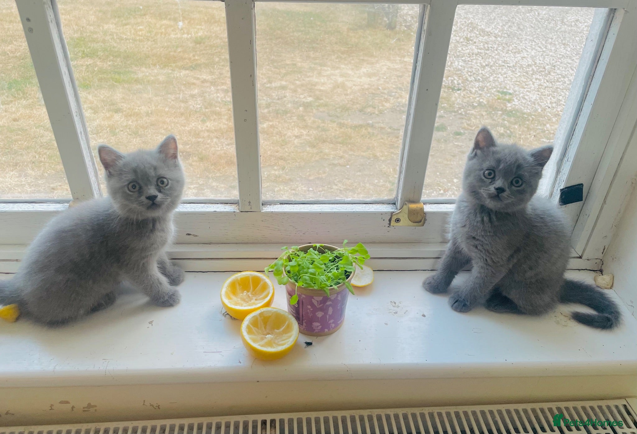 Russian Blue cats New litter 9wk Russian Blue British Shorthair boys - Advert 15