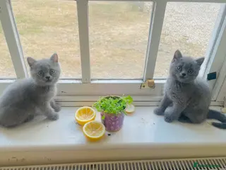 Russian Blue cats New litter 9wk Russian Blue British Shorthair boys - Advert 1