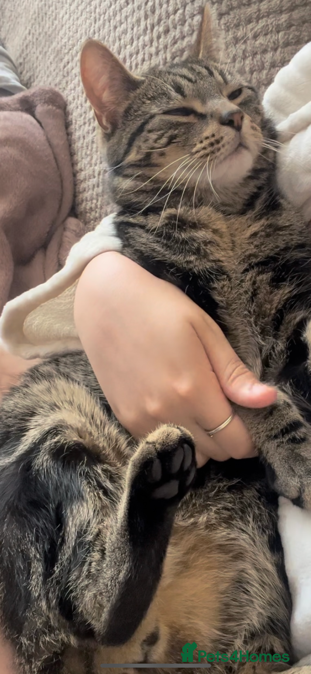 Domestic Shorthair cats for sale: Looking for a loving home for our loved male cat. - Image 4