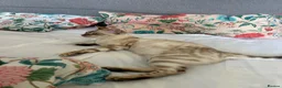 Bengal cats for sale: our stunning bengal boy lizard  - Advert 8