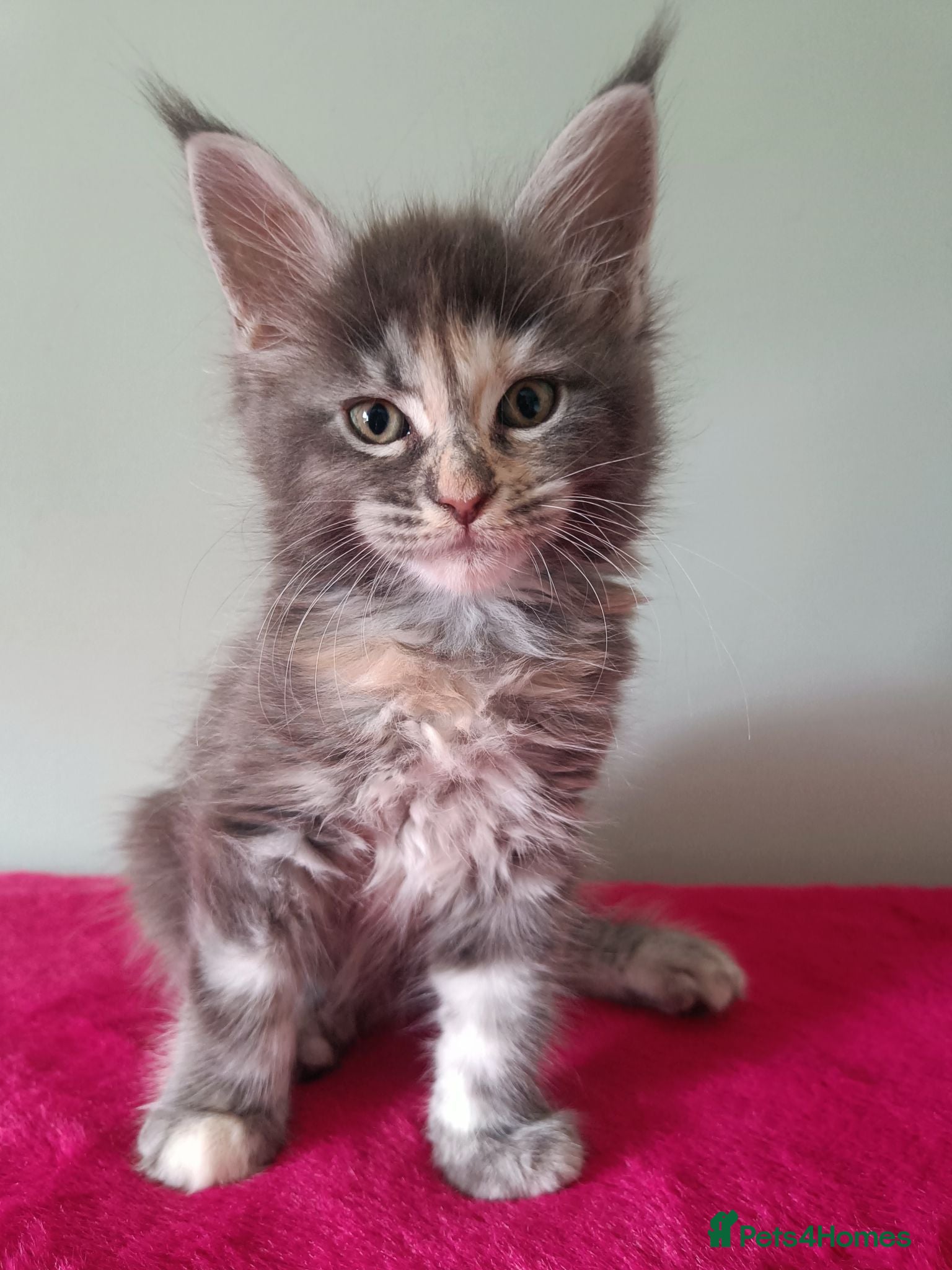 Maine Coon cats Tica registered Maine coon kittens - Advert 1