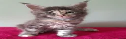 Maine Coon cats for sale: Tica registered Maine coon kittens - Advert 3