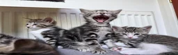 Mixed Breed cats for sale: Tabby Kittens For Sale - Advert 3