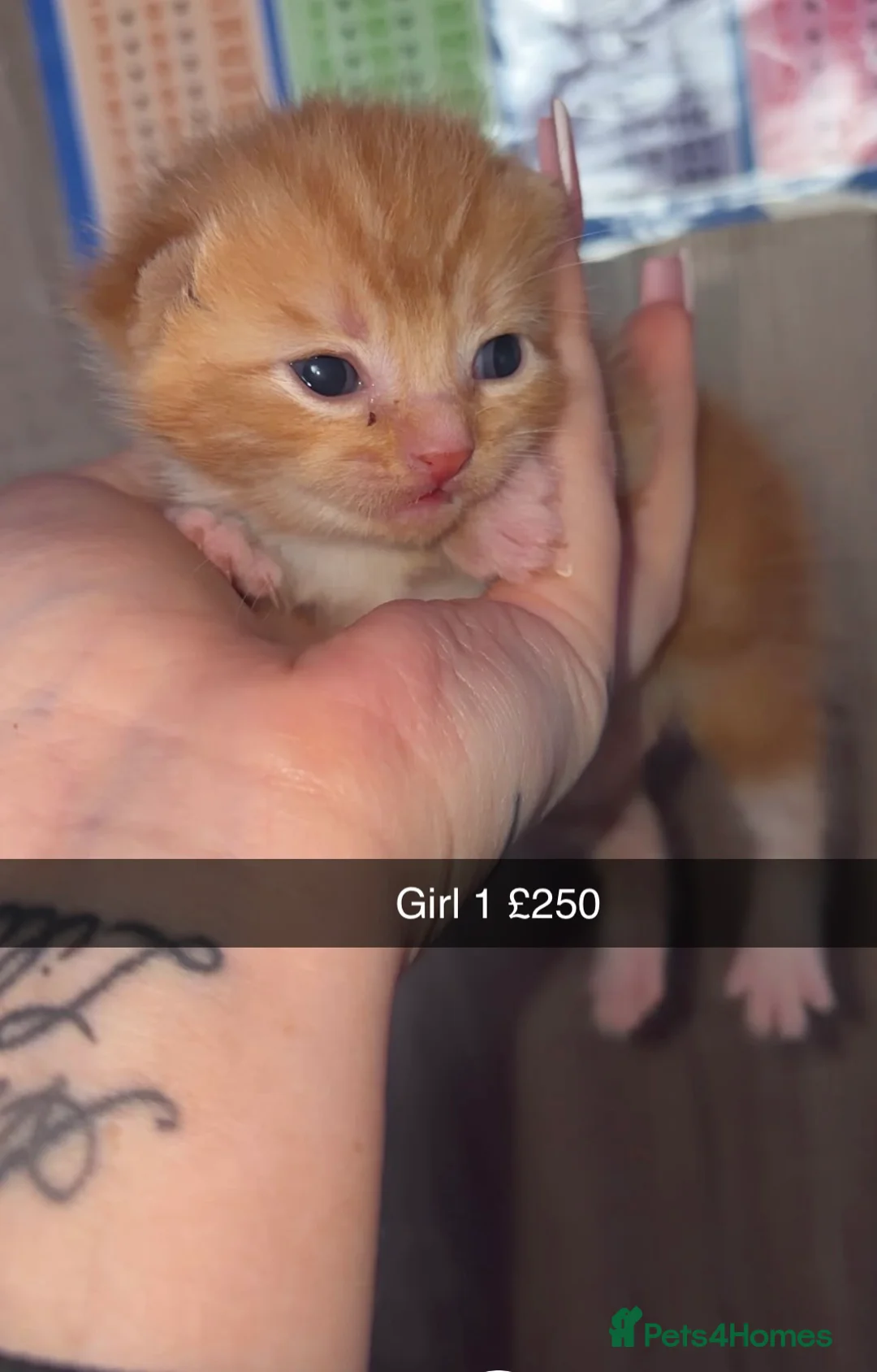 Mixed Breed cats for sale: Kitten’s  - Advert 6