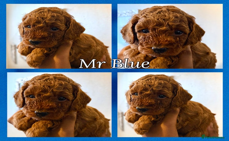 Toy Poodle dogs - Advert 8