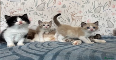 Mixed Breed cats - Advert 14