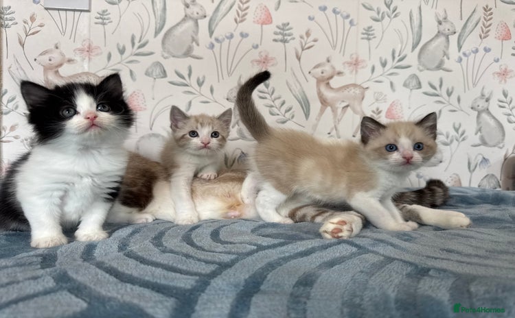 Mixed Breed cats - Advert 1