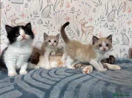 Mixed Breed cats - Advert 14