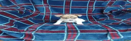 Jack Russell dogs for sale: Jack russell pups for sale - Advert 4