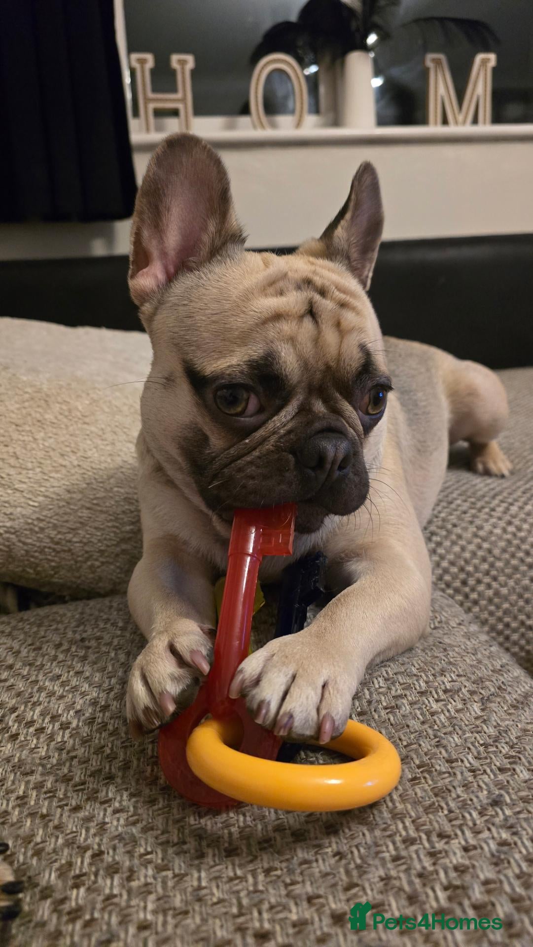 Mixed Breed dogs Mix breed french bulldog For Sale - Advert 1