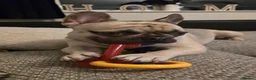 Mixed Breed dogs for sale: Mix breed french bulldog For Sale - Advert 1