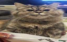 Persian cats for sale: Persian Dollface Kittens  - Image 8