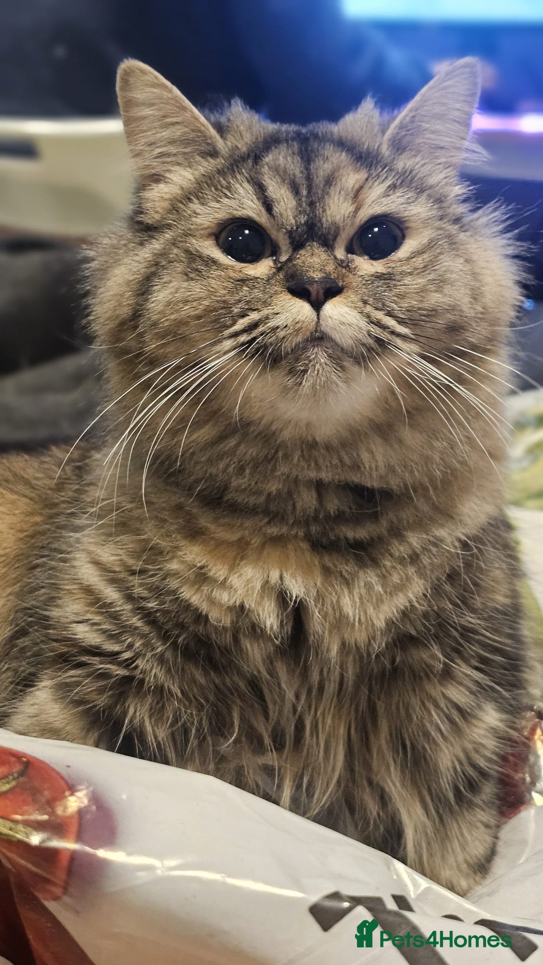 Persian cats for sale: Persian Dollface Kittens  - Image 8