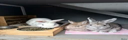Netherland Dwarf rabbits for sale: 2 female rabbits  in Plymouth - Advert 6