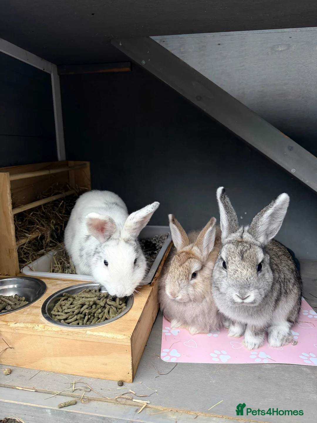 Netherland Dwarf rabbits for sale: 2 female rabbits  in Plymouth - Advert 6