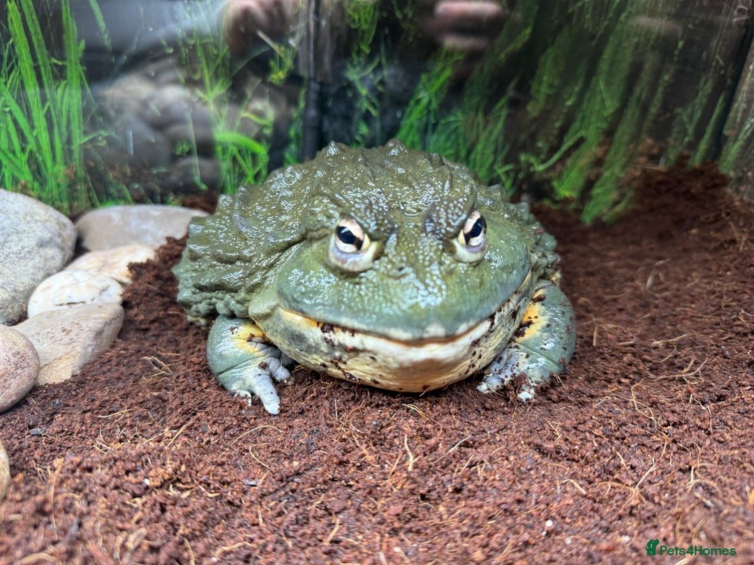 Frog reptiles for sale: Male African Bull Frog  - Image 4