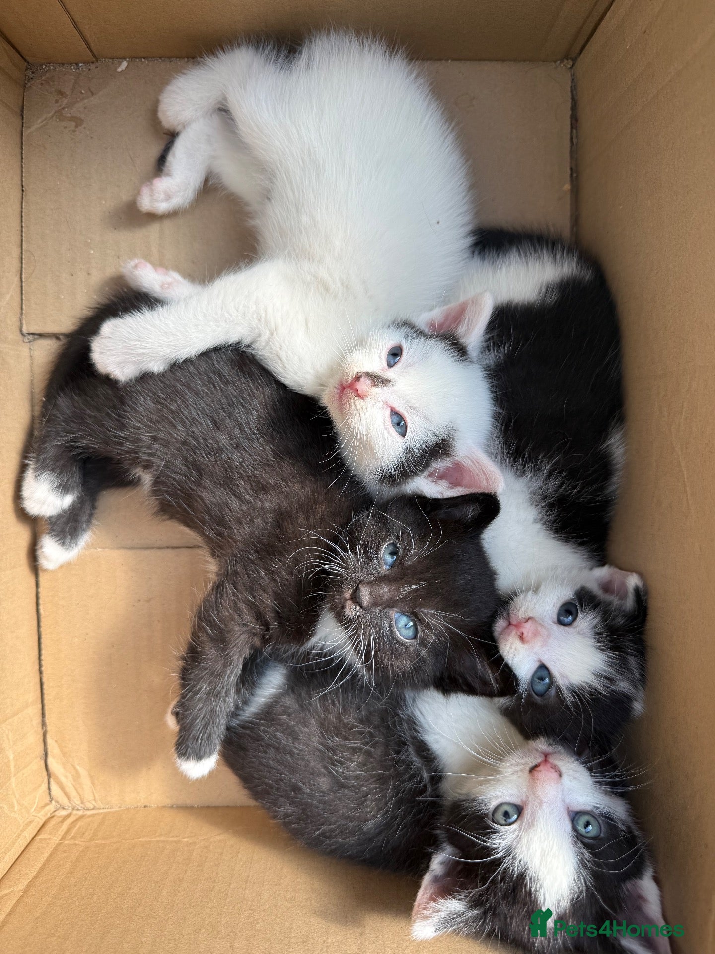 Mixed Breed cats 4 adorable kittens available to be rehomed - Advert 1