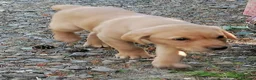Labrador Retriever dogs for sale: Red lab dog pups from working stock  - Advert 6