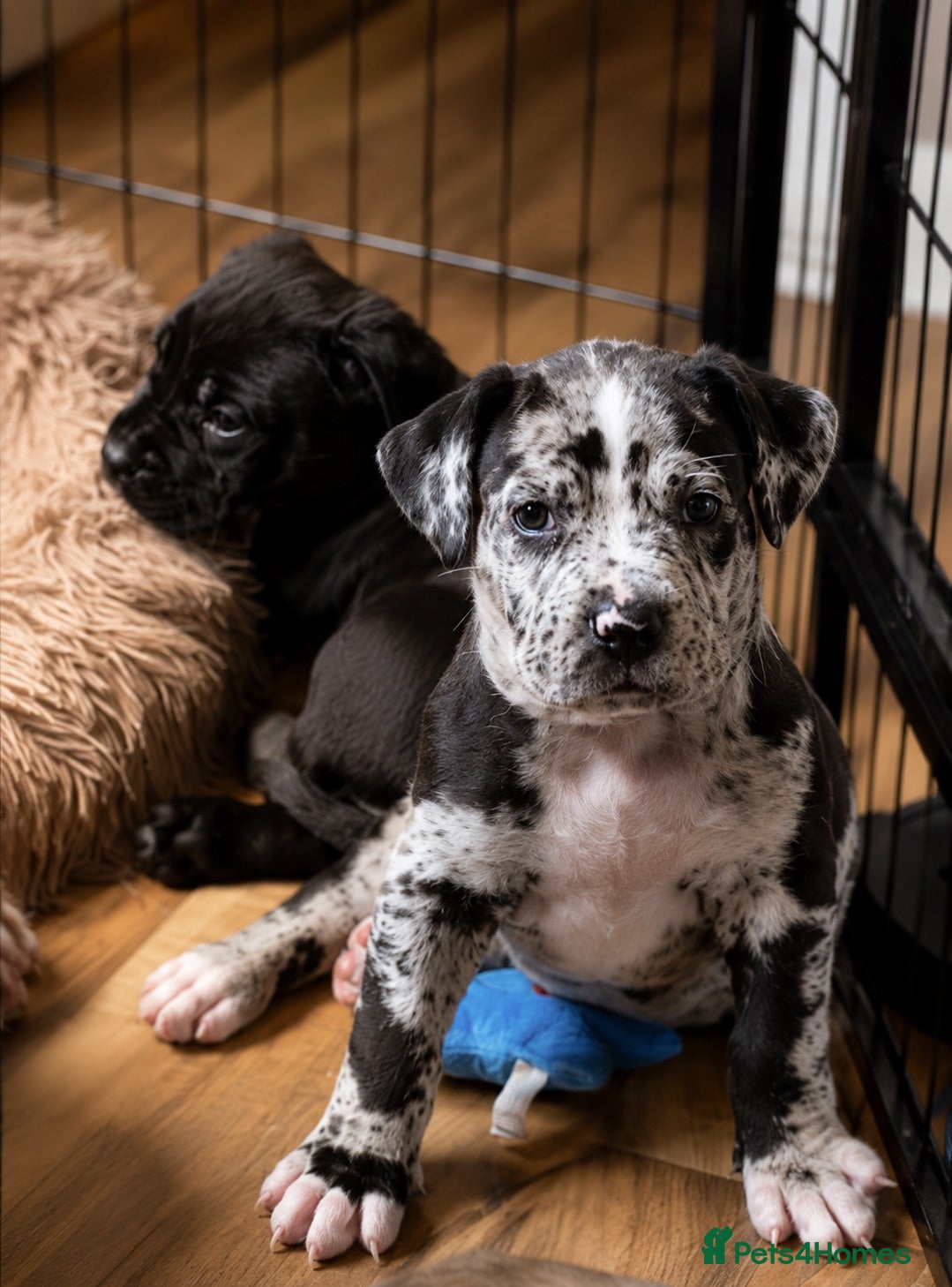 Mixed Breed dogs Mastiff X (North American & South African)  - Advert 7