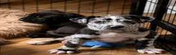 Mixed Breed dogs for sale: Mastiff X (North American & South African)  - Advert 1