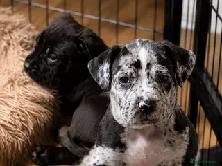 Mixed Breed dogs Mastiff X (North American & South African) - Advert 1