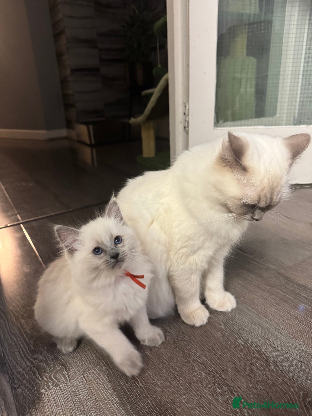 Ragdoll cats for sale: Ragdoll kitten - Advert 11