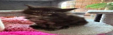 Maine Coon Kitten 5